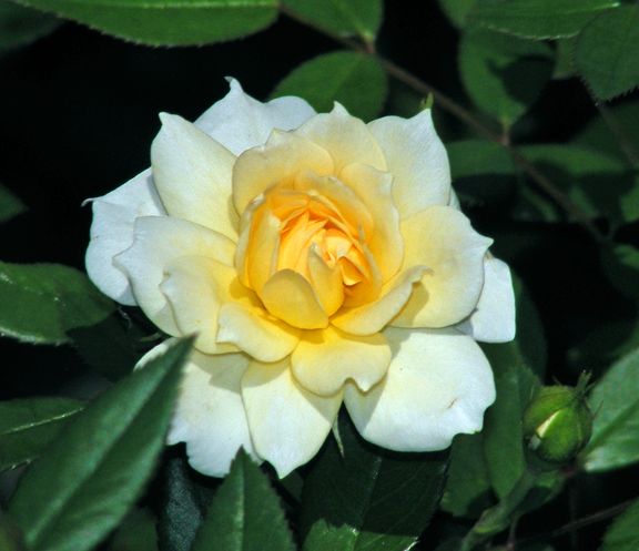 Softee photo sof2013_07250028_zps669c87c9.jpg